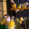 lady gouldian finch