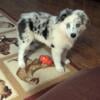 Australian Shepherd puppy