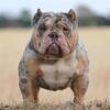Pet Photography