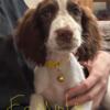 Springer Spaniel pups