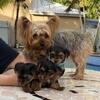 Yorkies puppies