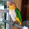 White Bellied Caique- female one year old