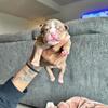 🐾 Adorable American Bully Puppies for Sale! 🐾