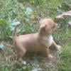 Chihuahua Female Puppies For Sale