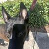 Rehoming belgian malinois