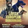 pick of the litter 100 PERCENT EUROPEAN DOBERMAN PUPPIES GET ON THE WAITING LIST 