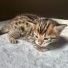 Cashmere Bengal Kittens available (4) boys & girls - Golden Black and brown spotted