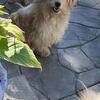 Maltese female