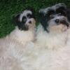 Shih tzu puppies 14weeks