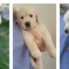 Blonde AKC Golden Retriever Christmas Puppies! 🎁