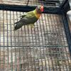 Young Lovebird Available