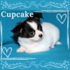 Akc Chihuahua Puppies- Cupcake- Longcoat Female