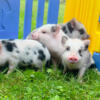 Miniature piglets Juliana pigs