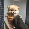 puppies pomeranians looking for a home