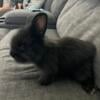 Lionhead bunnies born 8/15 Lakewood Ranch