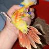 Green cheek conure babies