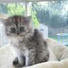 Silver Persians