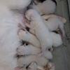 Registered Siamese kittens ready four homes 8/ 11/2025!