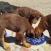 Beautiful Doberman Pinscher Puppies