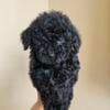 Female black golden doodle curly hair 3 month puppy ready