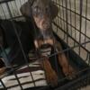 I have AKC papered Doberman puppies!