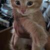 Kittens