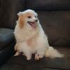 Fenale Pomeranian needing special home!