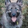 Blue Sable Long coat German shepherd puppies