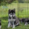 Mini husky puppies for sale