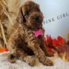 Mini Labradoodles puppies