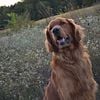 AKC Red Golden Retriever Stud Services