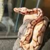 BEAUTIFUL OD ENCHI YB CALICO SPIDER POS PASTEL BALL PYTHON FOR SALE