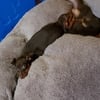 Miniature Pinscher puppies.  3 chocolate purebred boys born April 23rd. Parents on premesis.  8 week shots .  Ready to go!