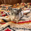 Baby chinchilla kits looking for homes