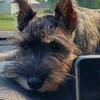 Miniature schnauzer 