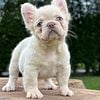 Available Cream Female Fluffy Frenchie