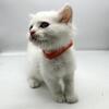 Turkish Angora Female