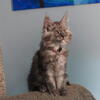 Black Smoke Tortie Maine Coon Female – TICA/CFA – Ready Now