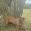 Pure 8 month old female French mastiff