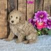 F1B MINI GOLDENDOODLES AVAILABLE BY SEPT 12TH!