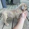 American bully