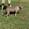 Female Bully For sale