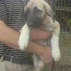 Purebred Kangal puppies