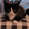 Male kitten looking for loving home