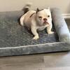 10 month old female puppy