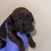 Staffie puppies available