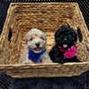 Gorgeous AKC Toy Poodles