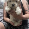 Maltipoo pups 7weeks old ready for a furever home