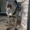 Cane Corso STUD