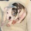 Merle male Bully Puppy Ready for his new home